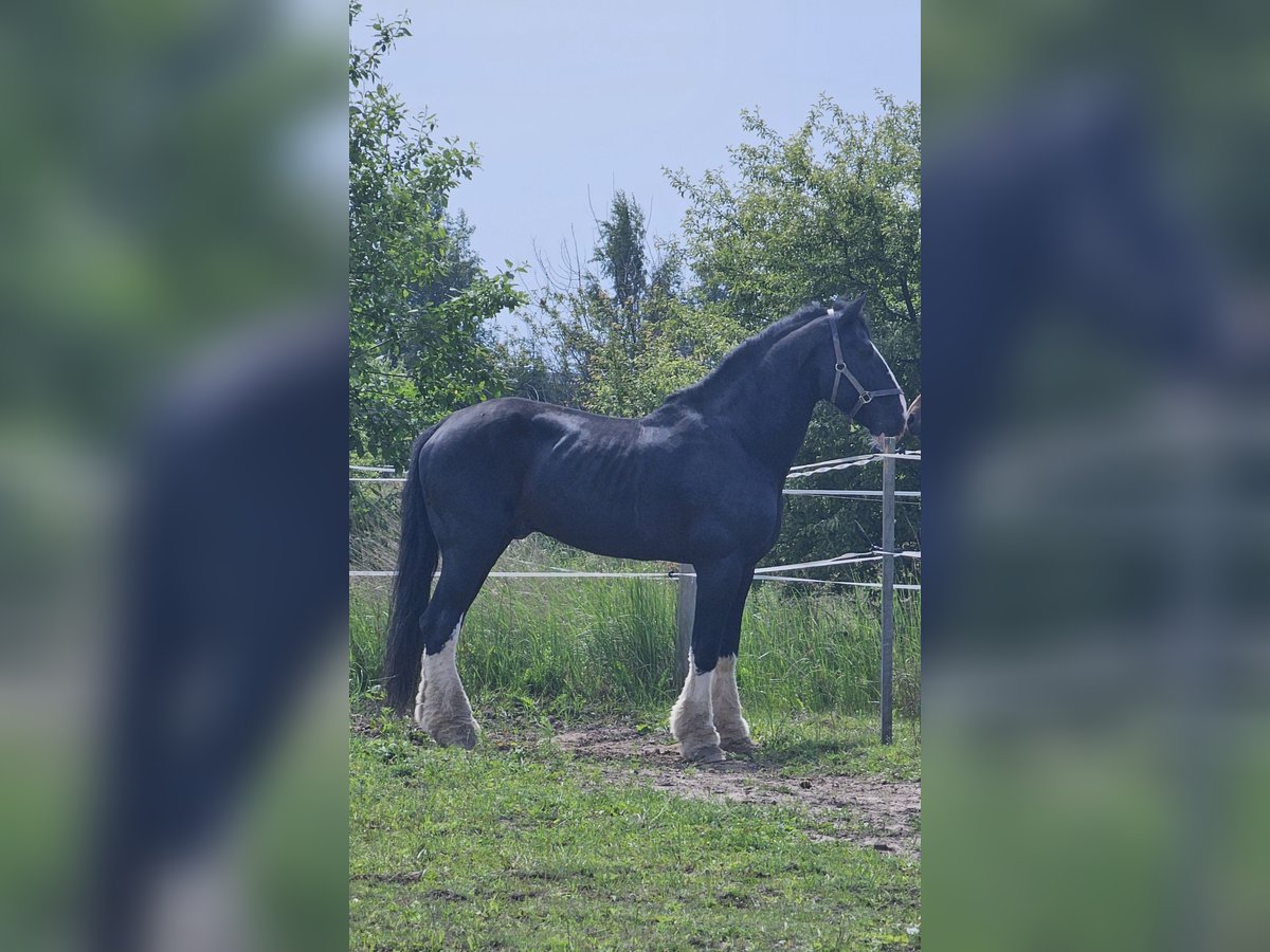 Shire Horse Hengst 15 Jahre 190 cm Rappe in Palanga