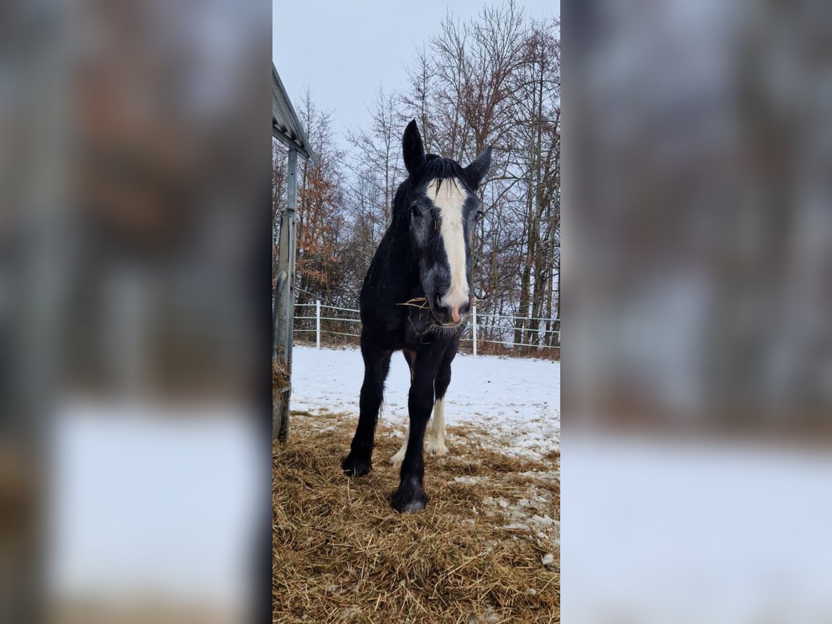 Shire Horse Hengst 1 Jahr 160 cm Kann Schimmel werden in Bad F&#xFC;ssing