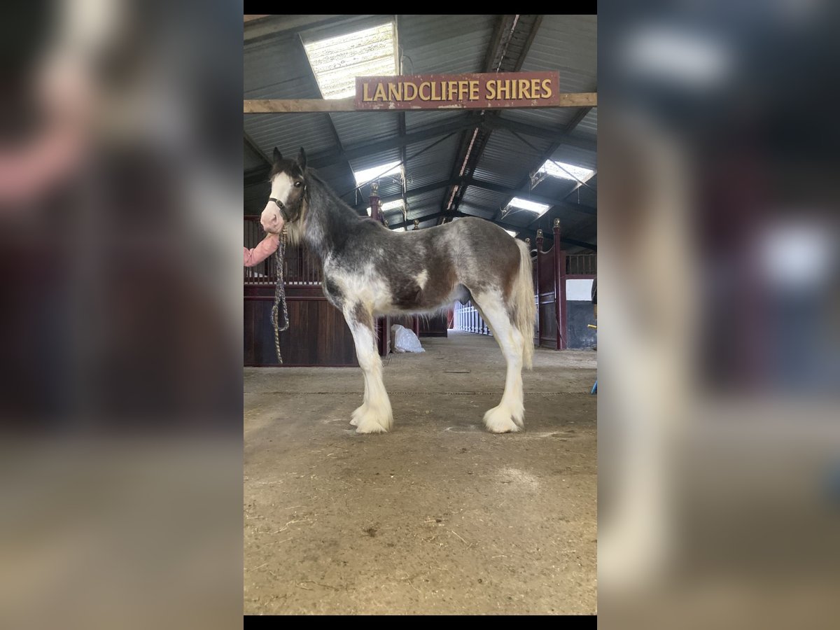 Shire Horse Hengst 1 Jahr 173 cm Roan-Red in York