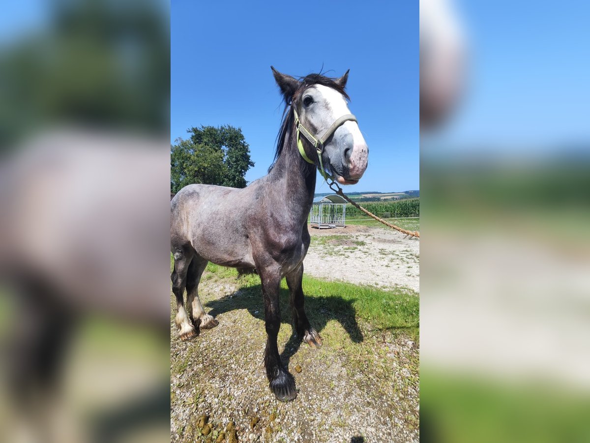 Shire Horse Hengst 1 Jahr 180 cm Schimmel in Ried im Innkreis