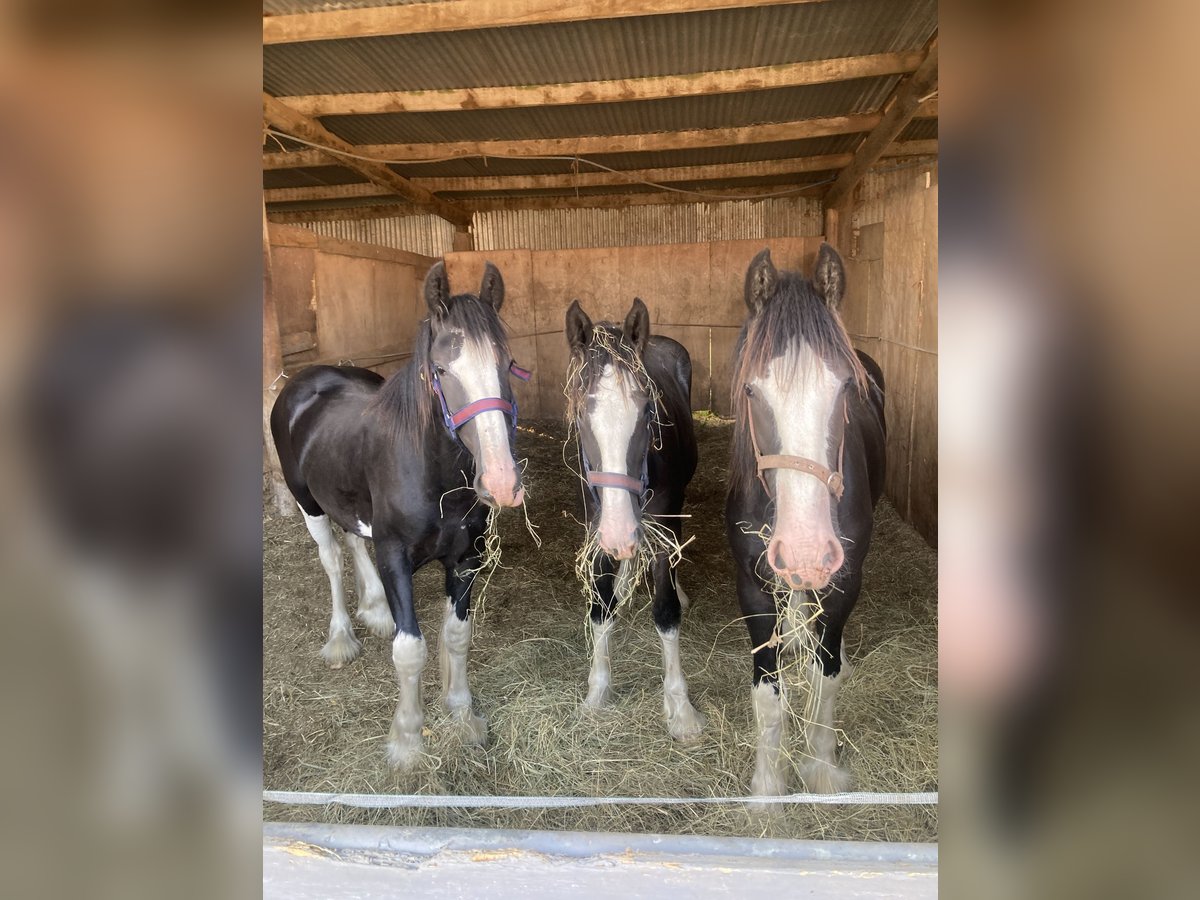 Shire Horse Hengst 1 Jahr 183 cm Rappe in Warthill