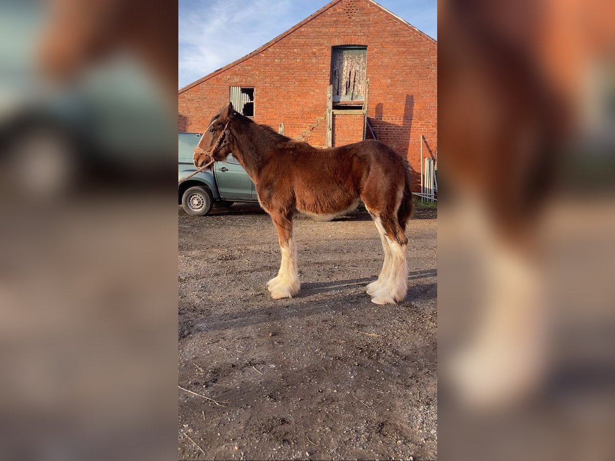 Shire Horse Hengst 1 Jahr 183 cm Rotbrauner in York