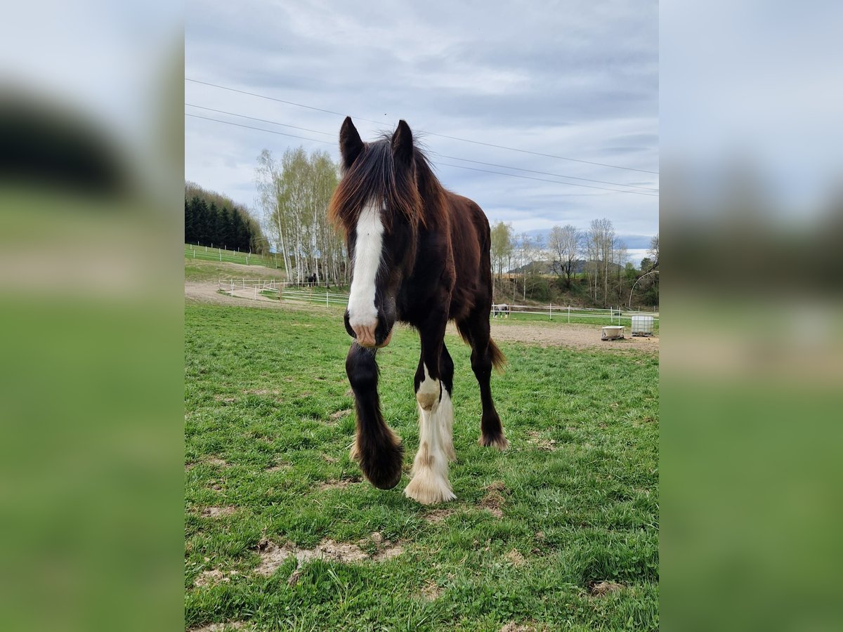 Shire Horse Hengst 1 Jahr 185 cm Brauner in Bad F&#xFC;ssing