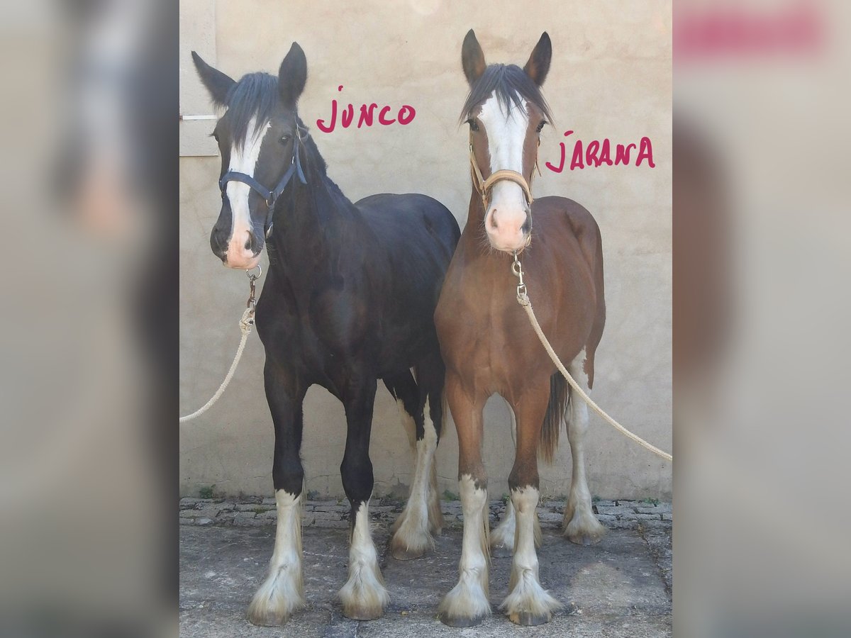 Shire Horse Hengst 1 Jahr in Yecla De Yeltes