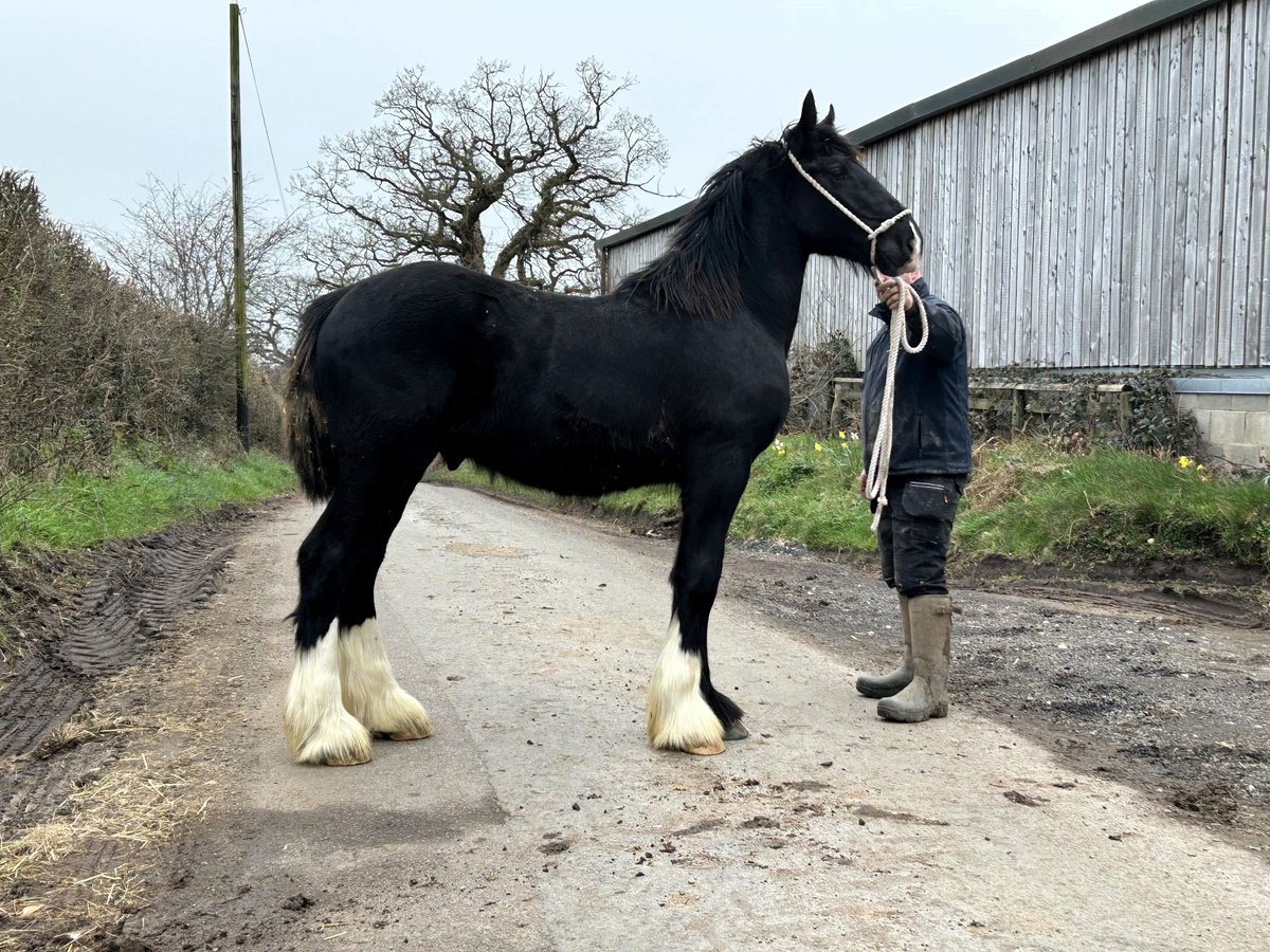 Shire Horse Hengst 1 Jahr in whitegate