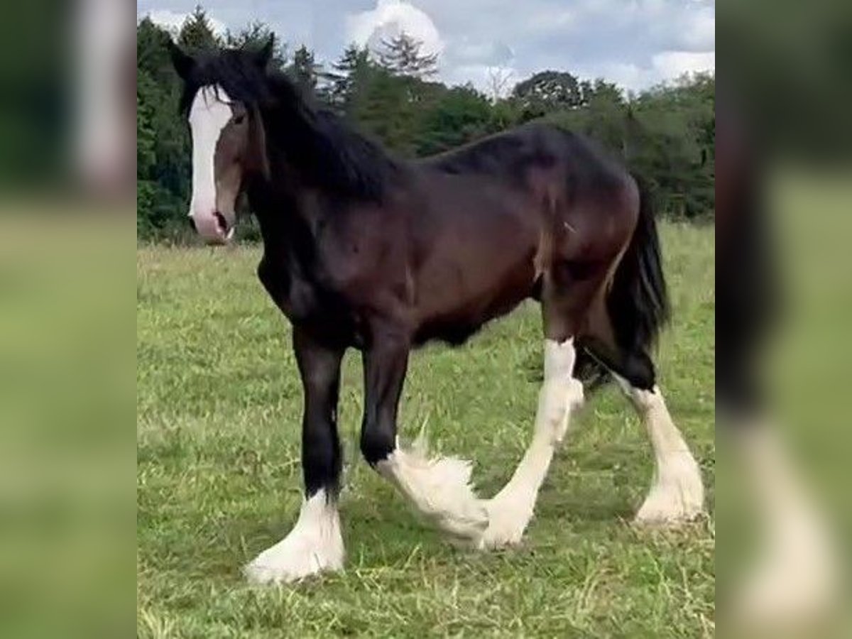 Shire Horse Hengst 1 Jahr in marbury