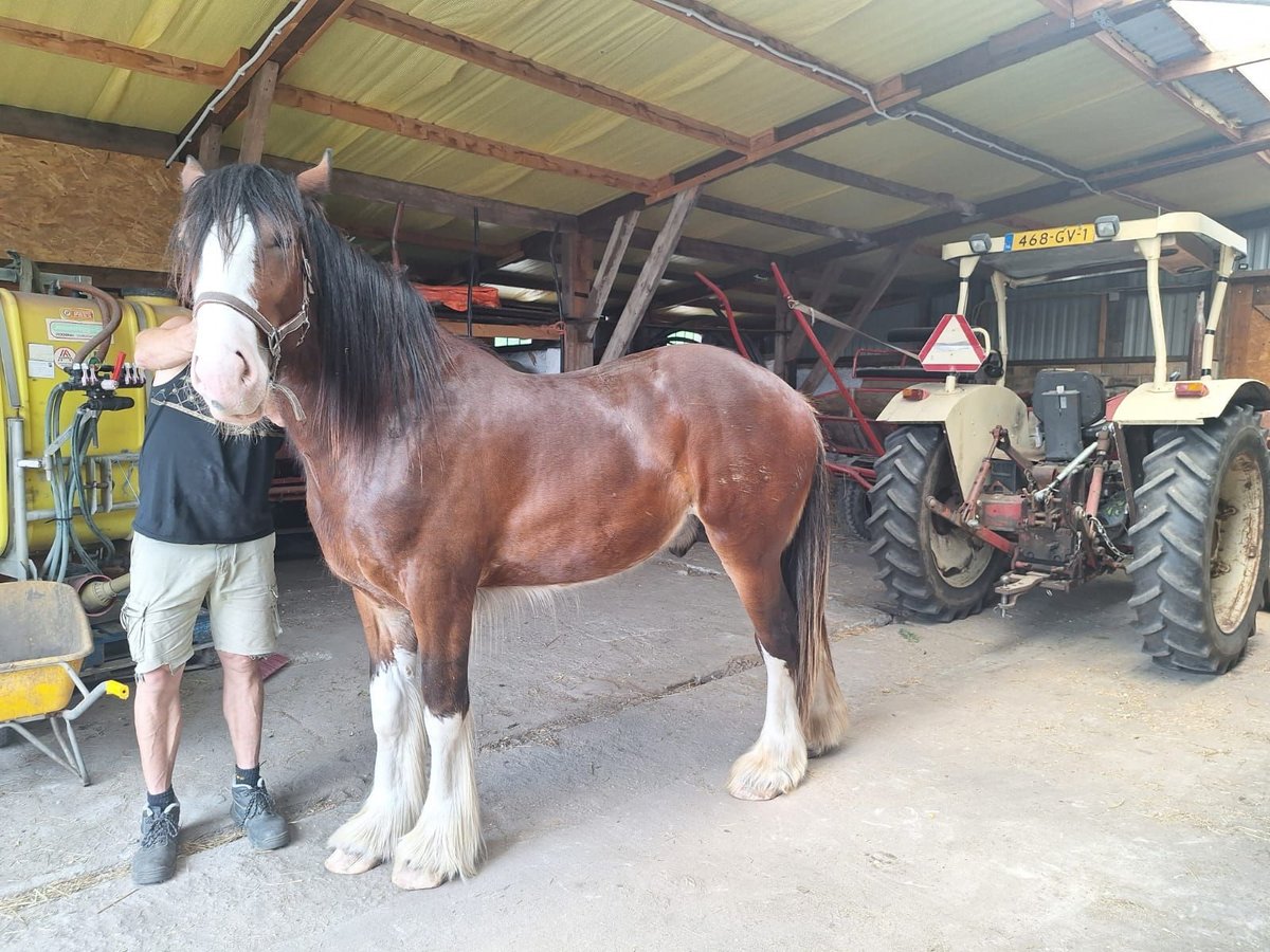 Shire Horse Hengst 2 Jahre 178 cm Fuchs in Csem&#x151;