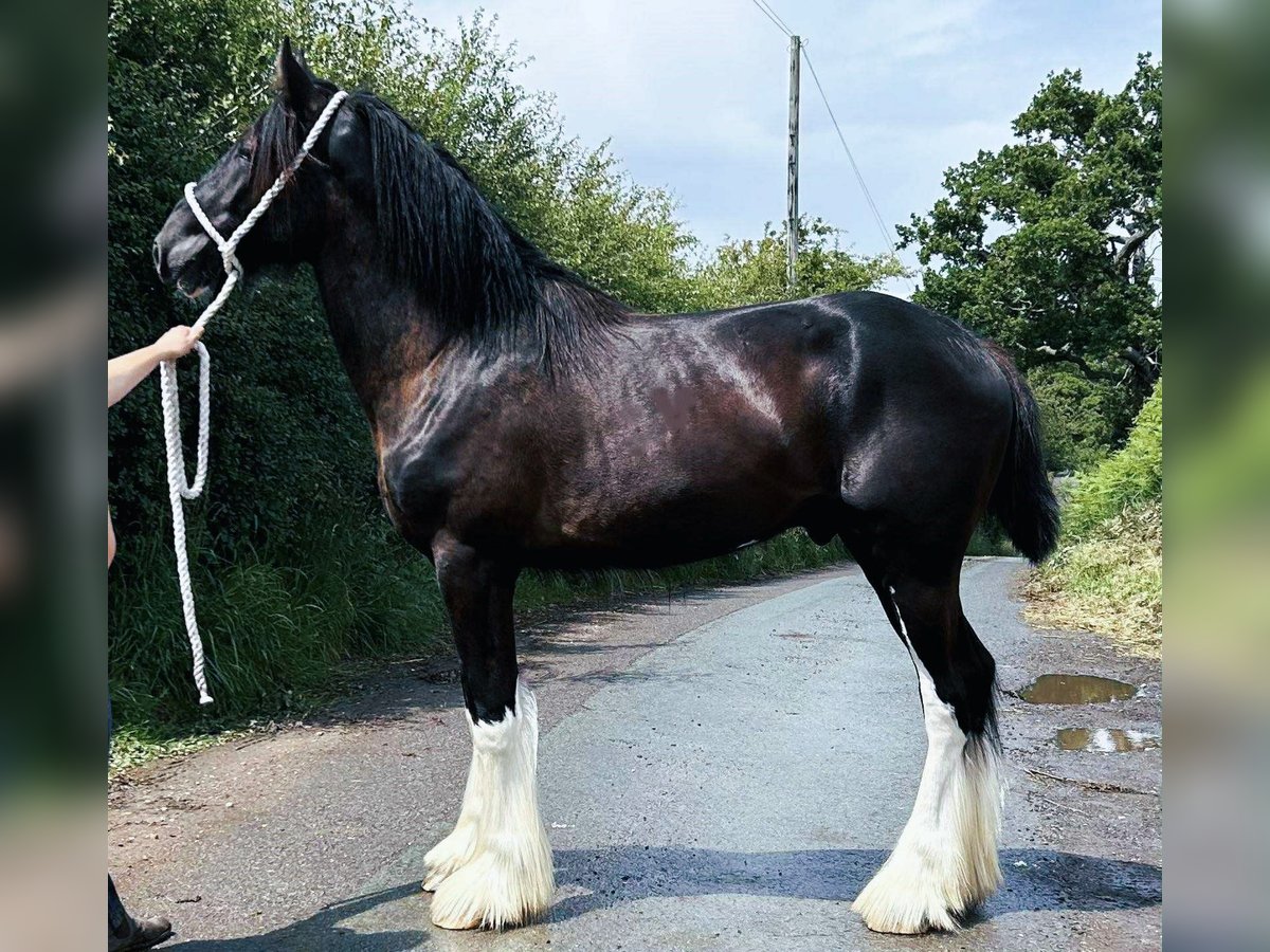 Shire Horse Hengst 2 Jahre Rappe in whitegate