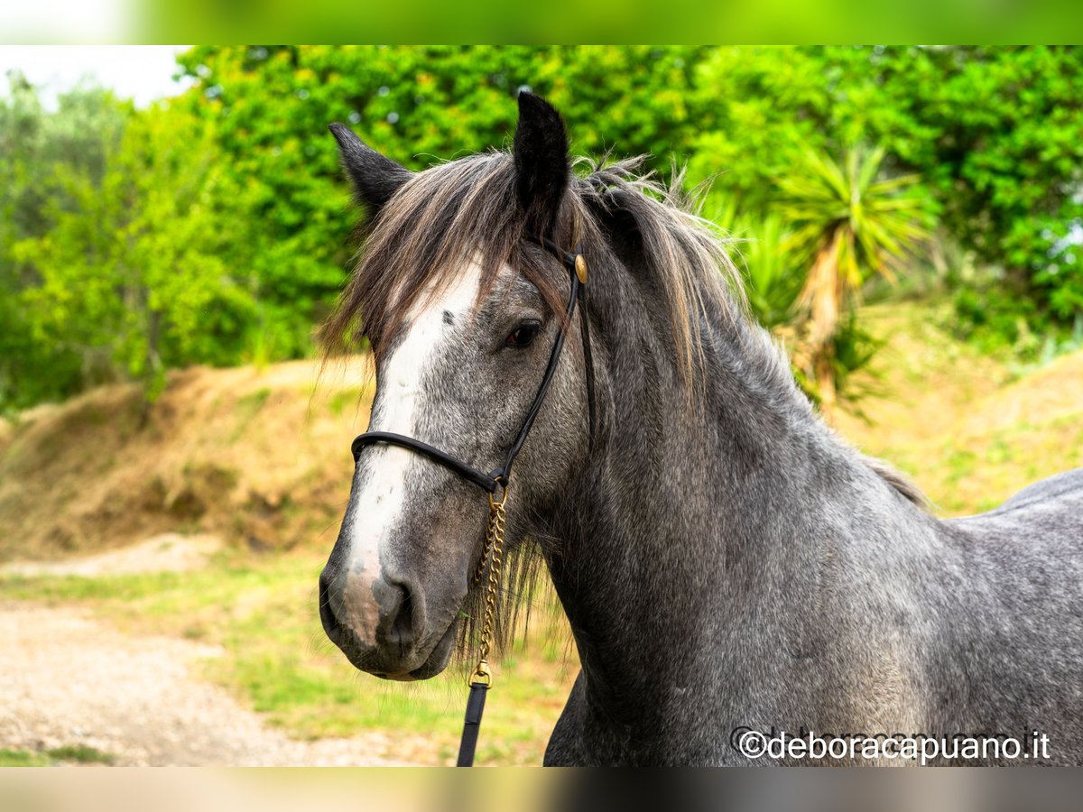 Shire Horse Hengst 2 Jahre Schimmel in roma