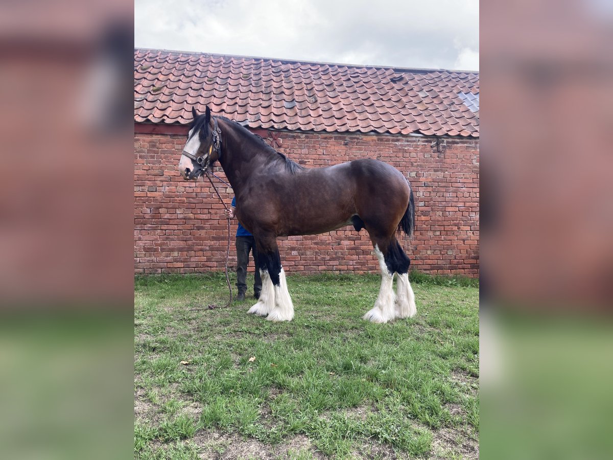 Shire Horse Hengst 3 Jahre 183 cm Rotbrauner in York