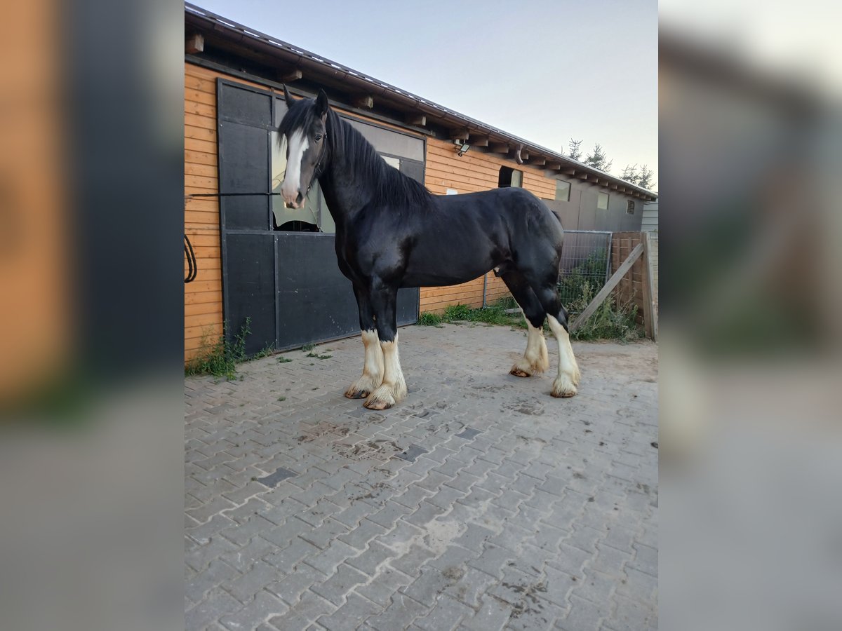 Shire Horse Hengst 4 Jahre 190 cm Schecke in Siedlce