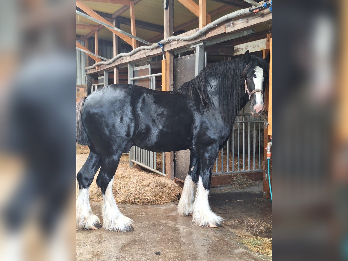 Shire Horse Hengst 5 Jahre 180 cm Rappe in Csem&#x151;
