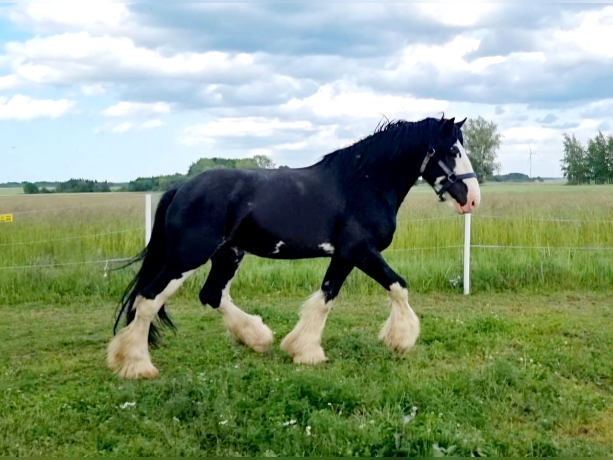 Shire Horse Hengst 7 Jahre 180 cm Rappe in Kolberg