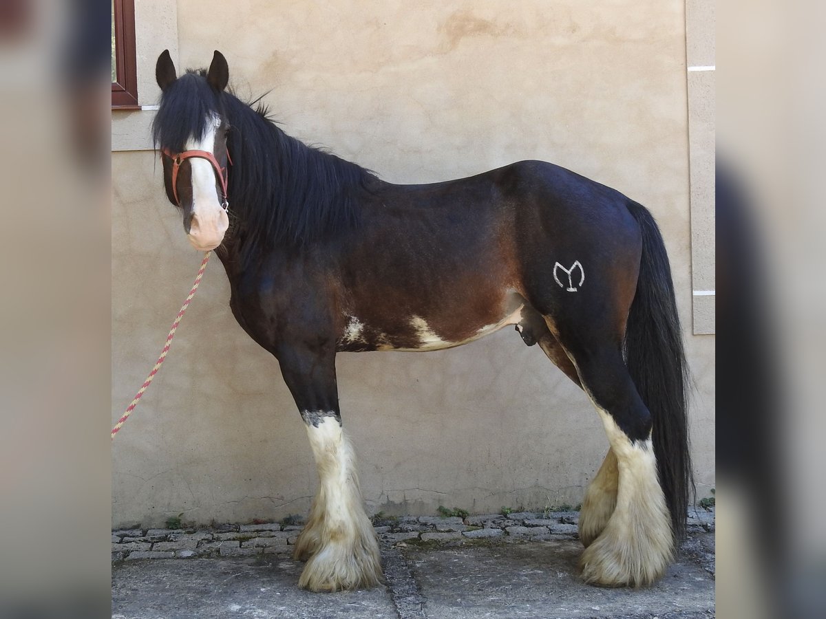 Shire Horse Hengst 8 Jahre 185 cm Brauner in Yecla De Yeltes