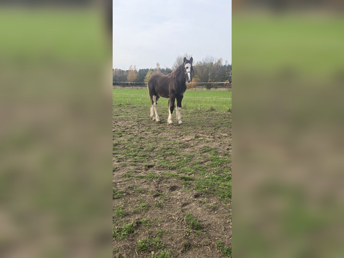 Shire Horse Hengst Fohlen (05/2025) 180 cm Rappe in Obr&#x105;b