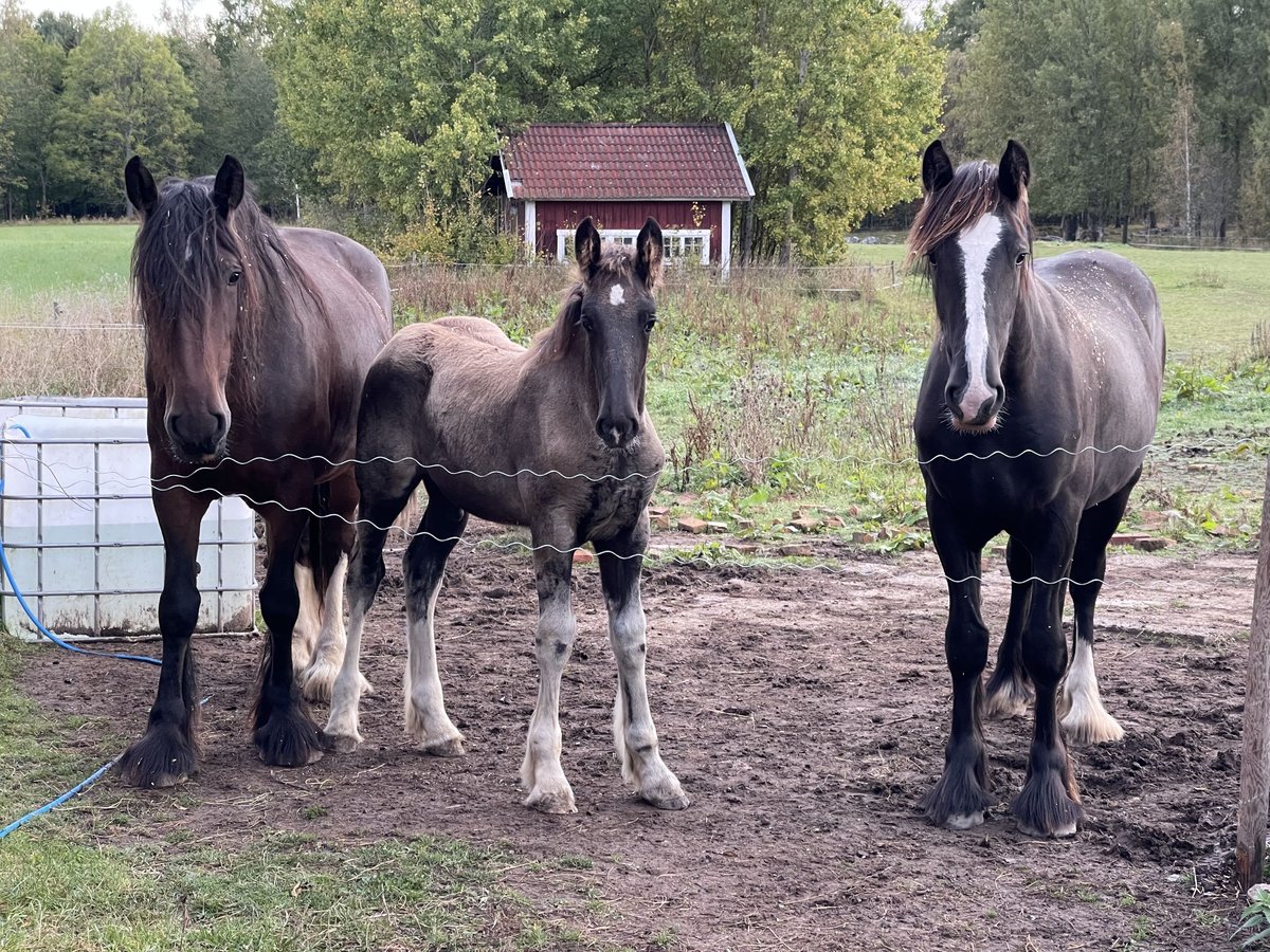 Shire Horse Hengst  190 cm Rappe in Lekeryd