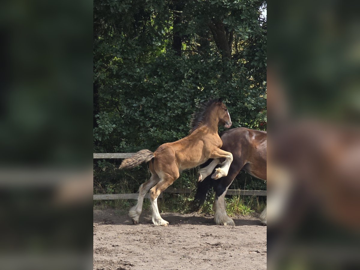 Shire Horse Hengst Fohlen (05/2024) Brauner in Bockhorn