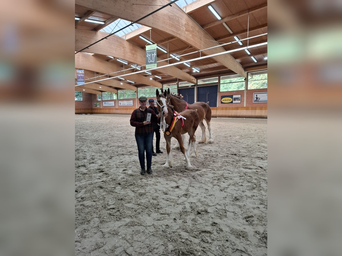 Shire Horse Hengst Fohlen (03/2025) Brauner in Witteveen