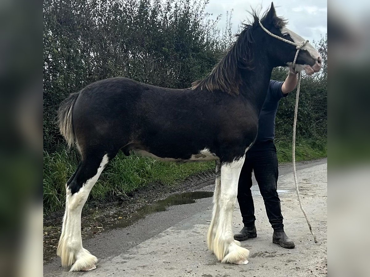 Shire Horse Hengst Fohlen (04/2024) in marbury