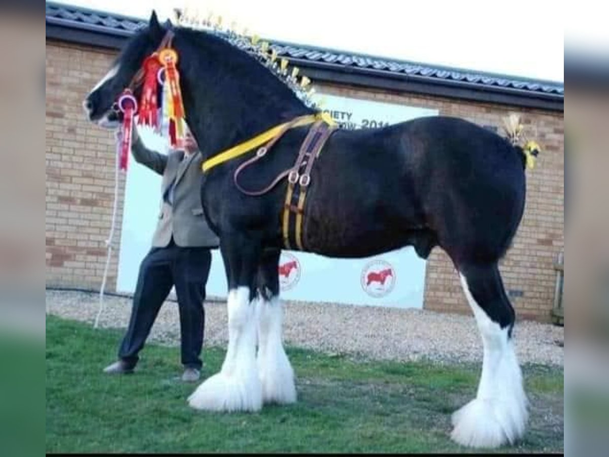 Shire Horse Hengst Rappe in york