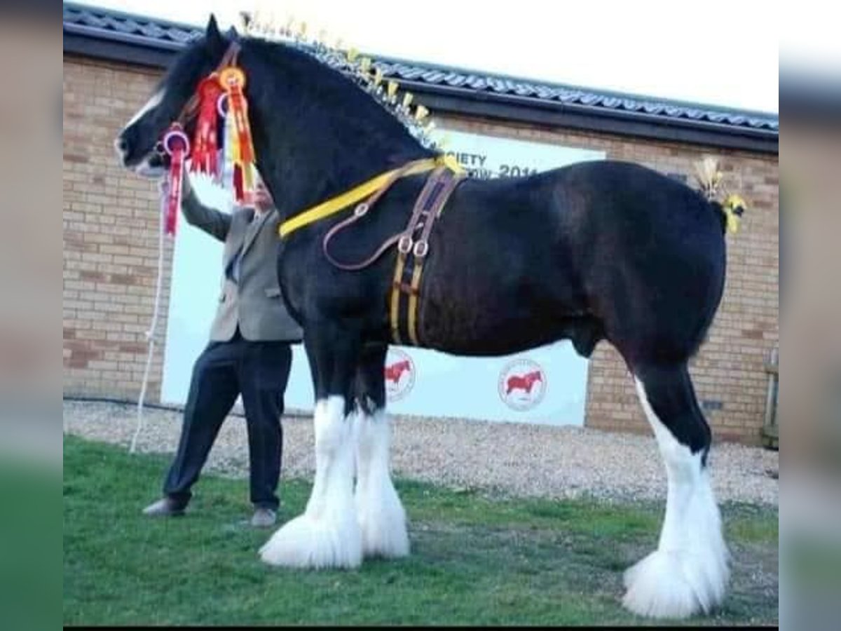 Shire Horse Hengst in york
