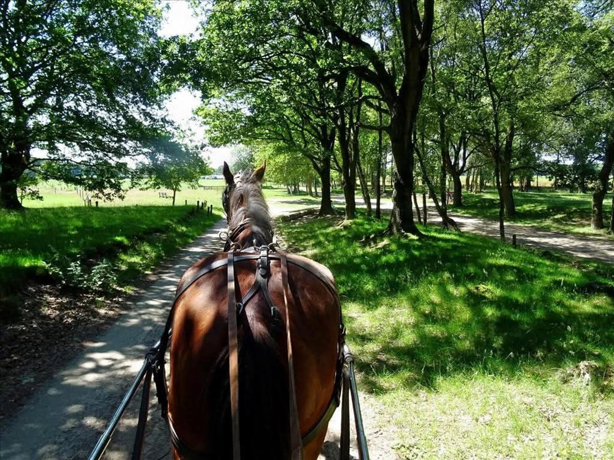 Shire Horse Hongre 14 Ans 190 cm Bai brun in Tynaarlo