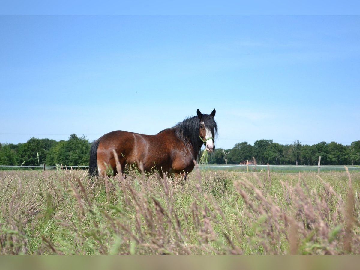 Shire Horse Croisé Hongre 15 Ans 165 cm Bai in Pesnica