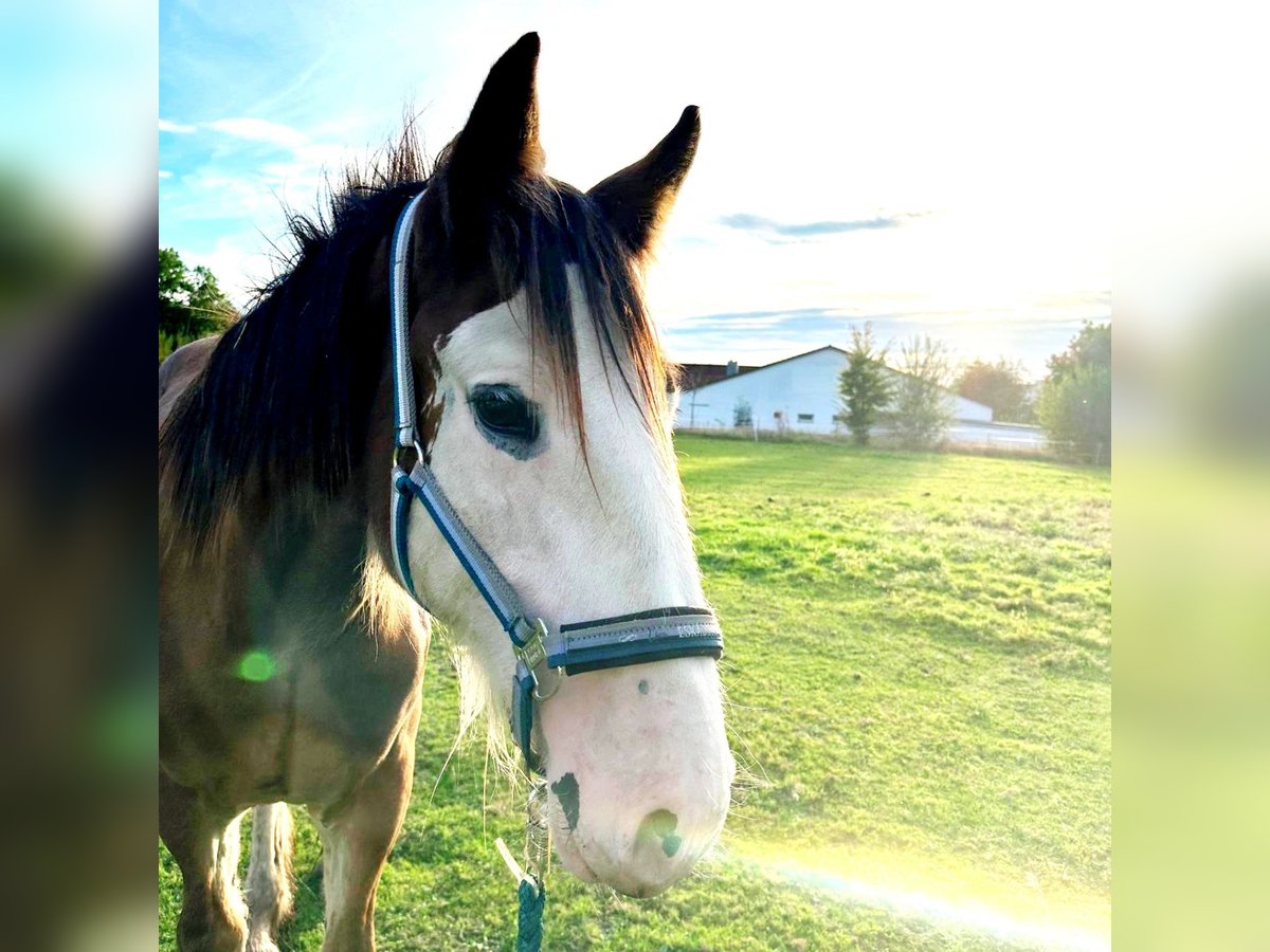 Shire Horse Hongre 1 Année Bai in Deggendorf