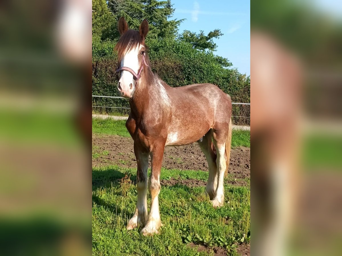 Shire Horse Hongre 2 Ans 165 cm Bai clair in Bad Füssing