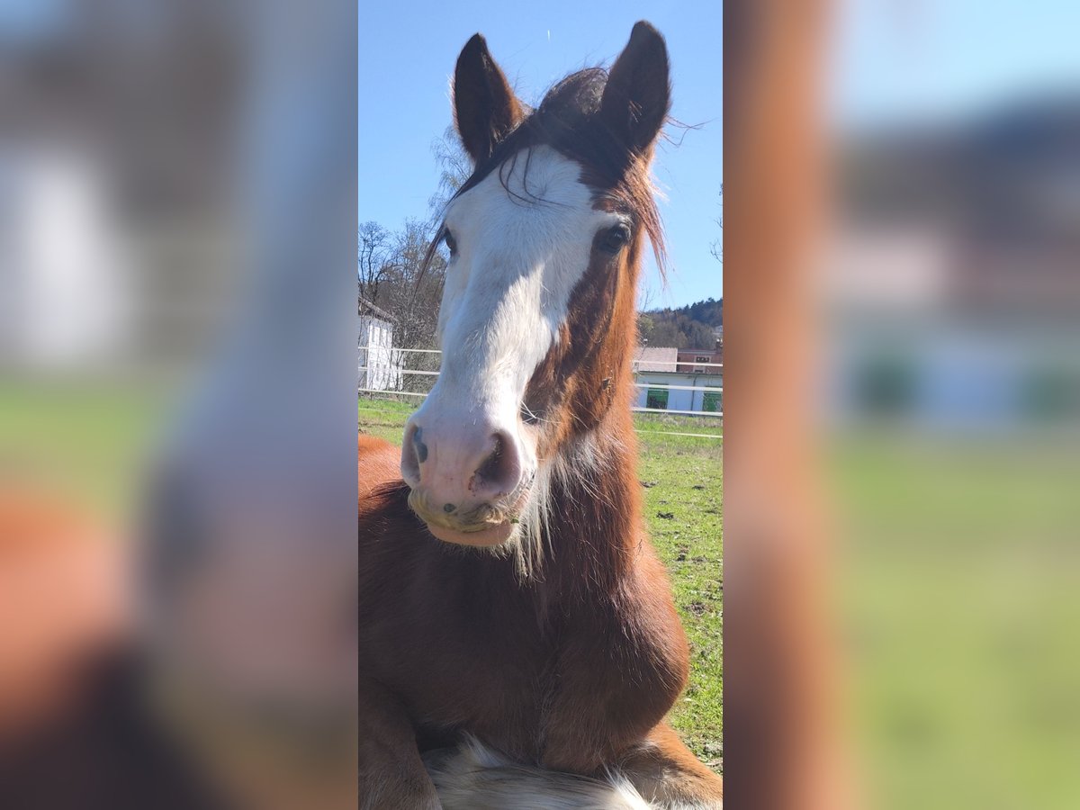 Shire Horse Hongre 2 Ans in Deggendorf