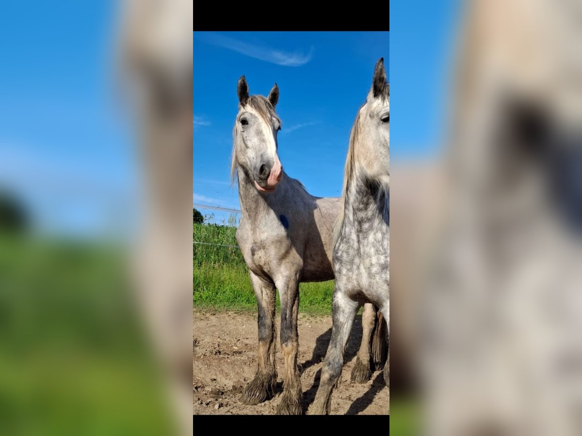 Shire Horse Hongre 4 Ans 145 cm Gris in Freilassing