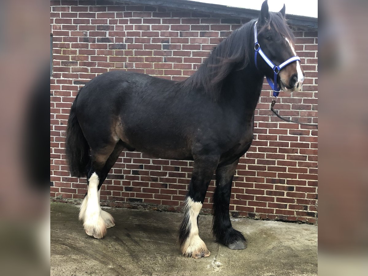 Shire Horse Hongre 5 Ans 175 cm Bai brun in Haselau