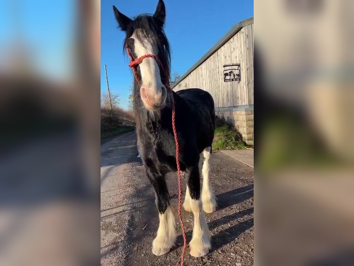 Shire Horse Hongre 5 Ans in northwich
