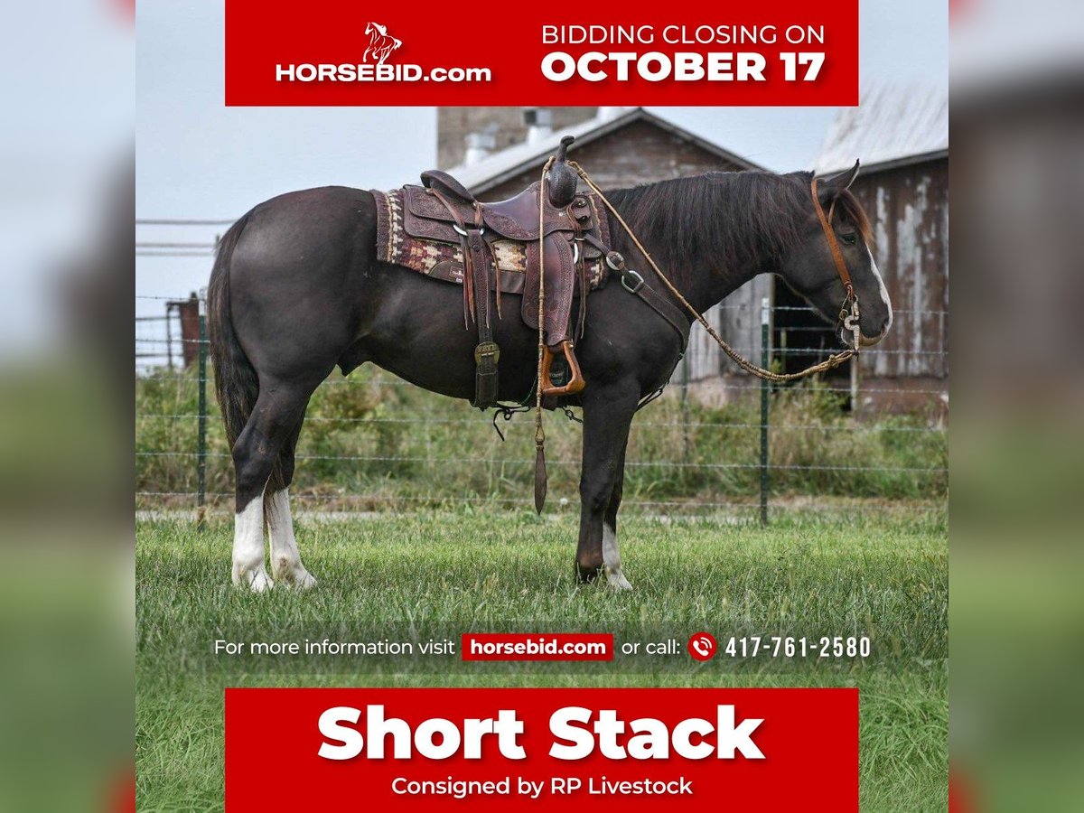 Shire Horse Croisé Hongre 8 Ans 152 cm Noir in Buffalo, MO