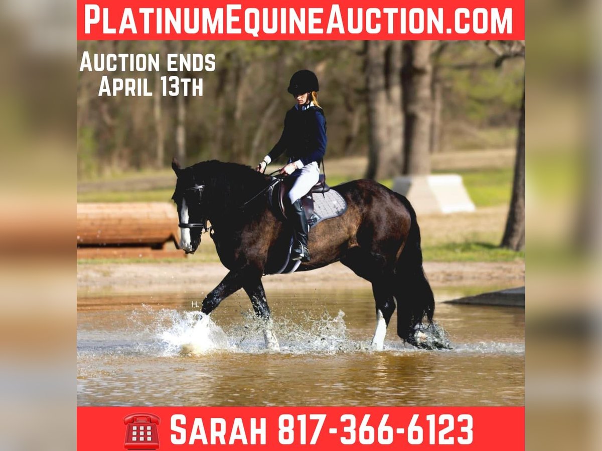 Shire Horse Hongre 8 Ans 163 cm Bai cerise in weatherford TX