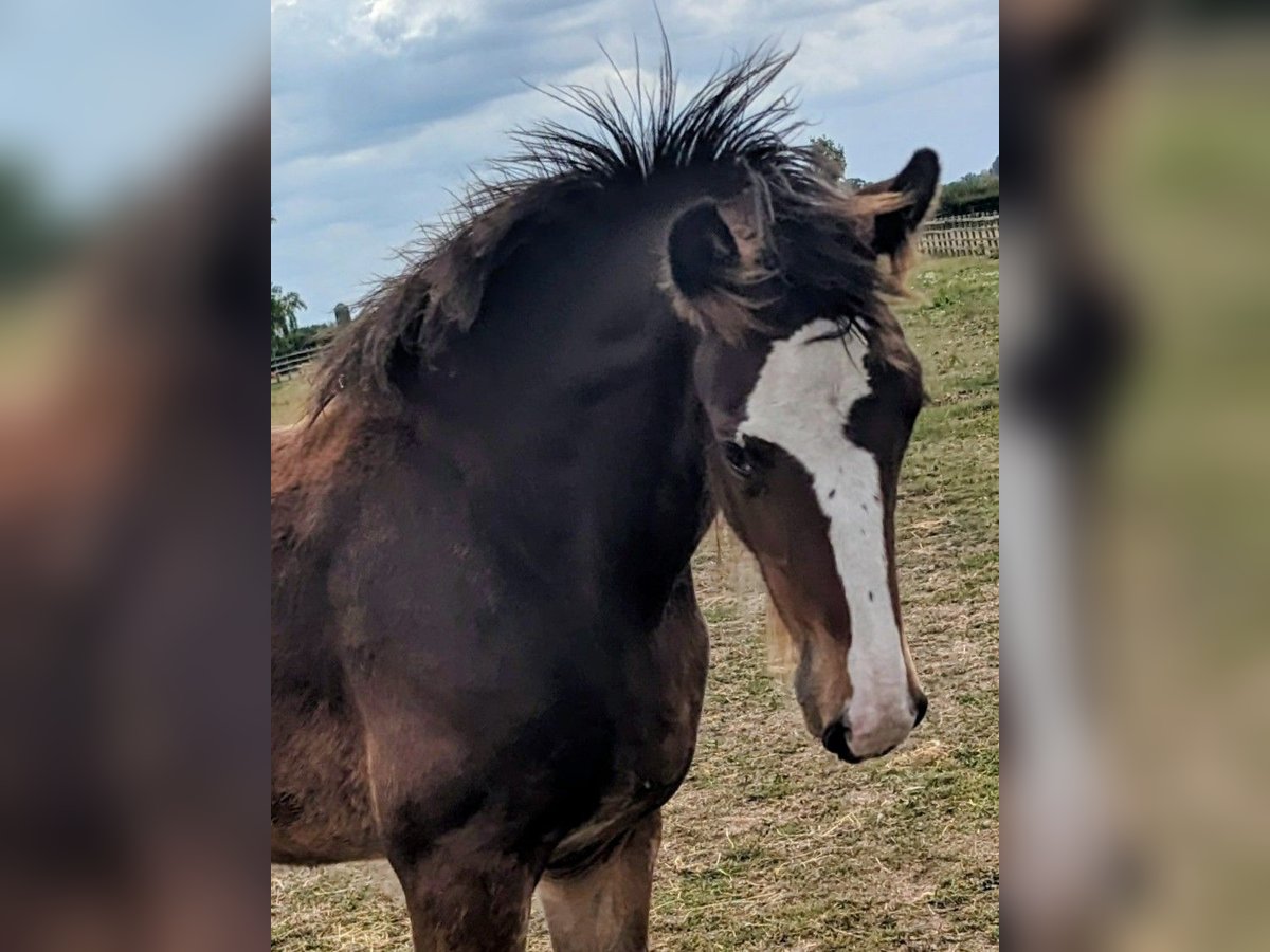 Shire Horse Hongre Poulain (05/2025) 180 cm Bai brun in York
