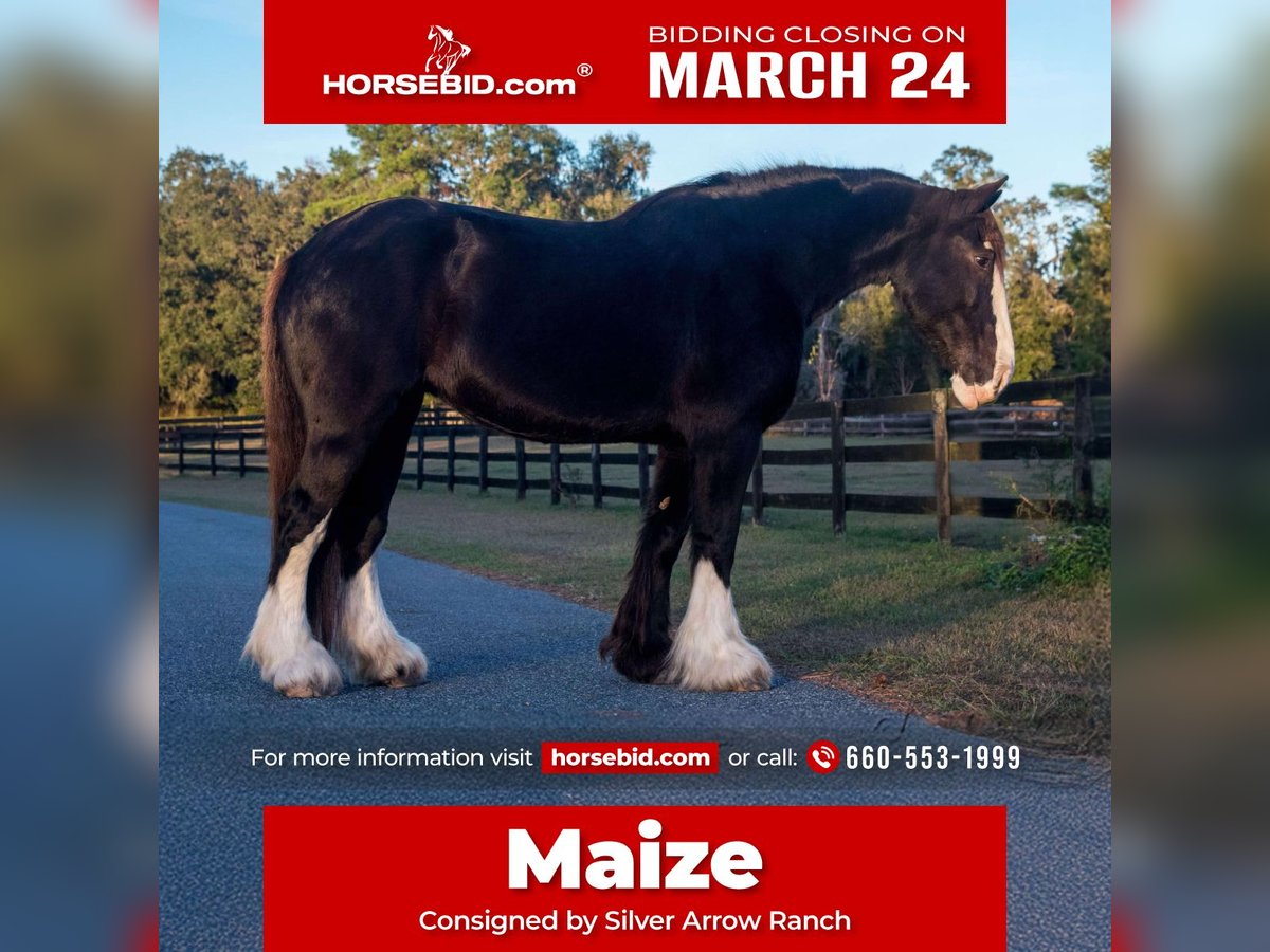 Shire Horse Jument 11 Ans 173 cm Noir in Morriston, FL