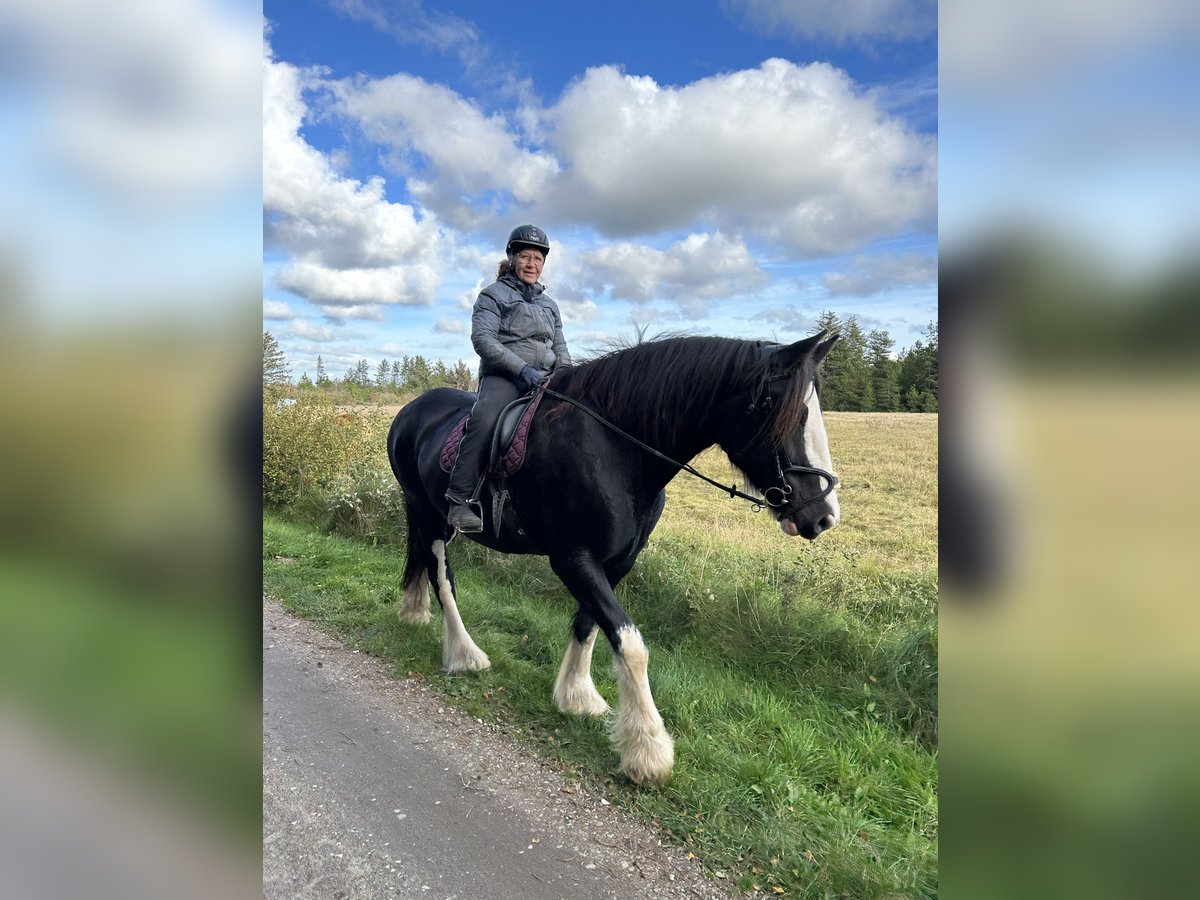 Shire Horse Jument 11 Ans 185 cm Noir in Thorsø