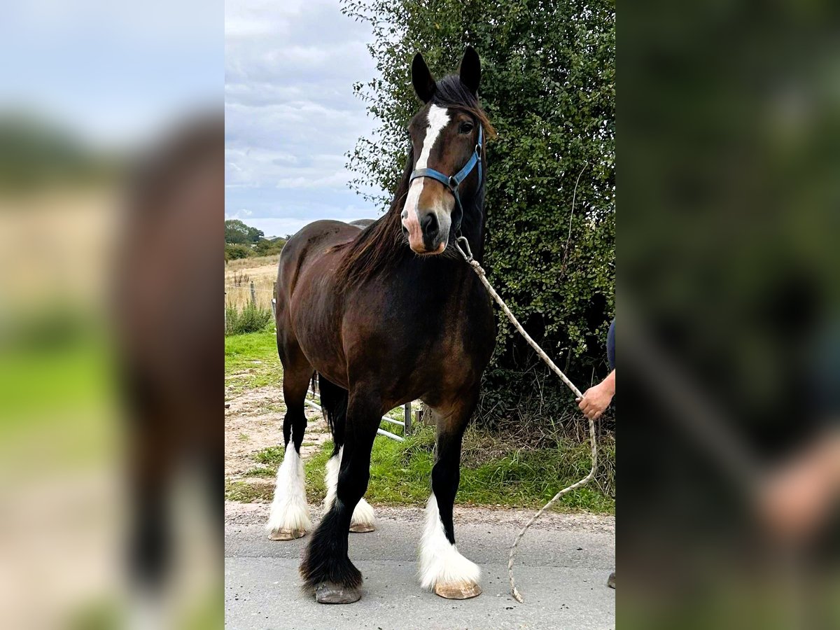 Shire Horse Jument 11 Ans in whitegate