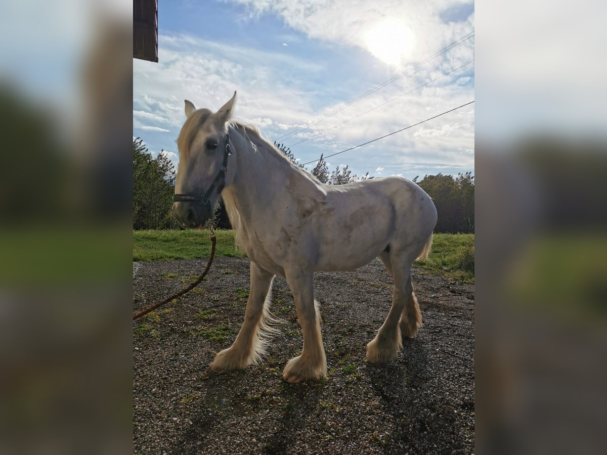 Shire Horse Jument 12 Ans 177 cm Gris in Ried im Innkreis Shire Horse Jument 12 Ans 177 cm Gris in Ried im Innkreis
