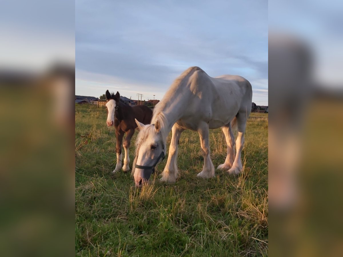 Shire Horse Jument 16 Ans 169 cm Gris in Ried im Innkreis
