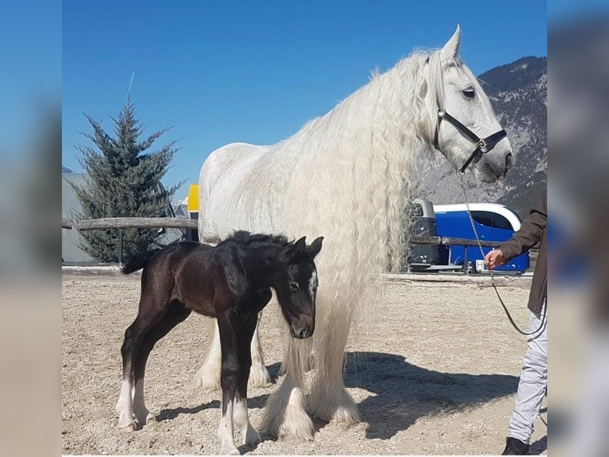 Shire Horse Jument 16 Ans 180 cm Gris in Ried im Innkreis Shire Horse Jument 16 Ans 180 cm Gris in Ried im Innkreis
