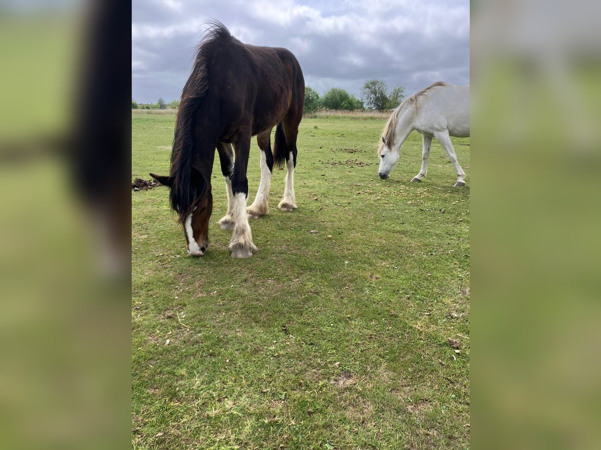 Shire Horse Jument 1 Année 160 cm Bai brun in Nordenham