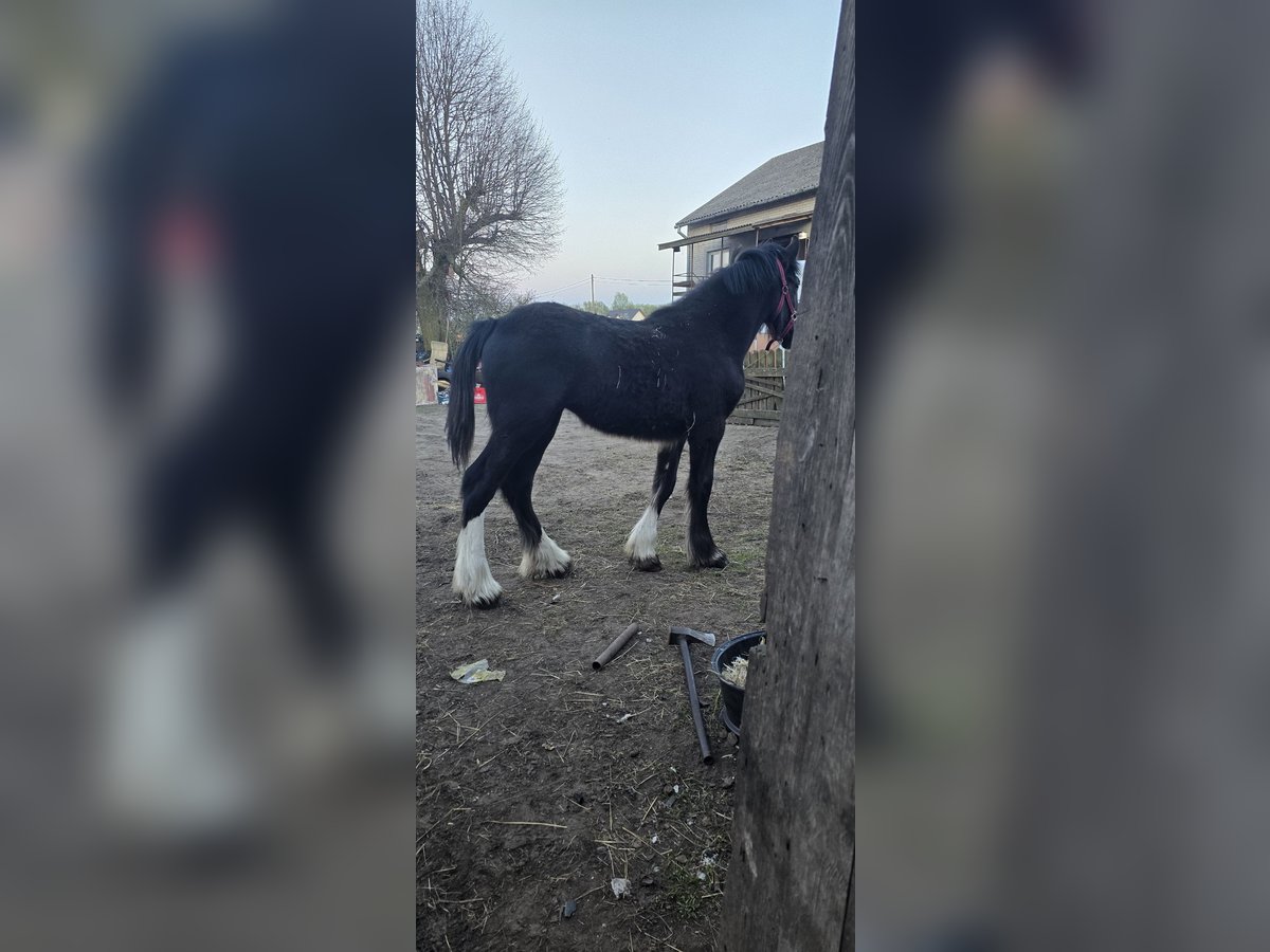 Shire Horse Jument 1 Année 185 cm Noir in Obrąb