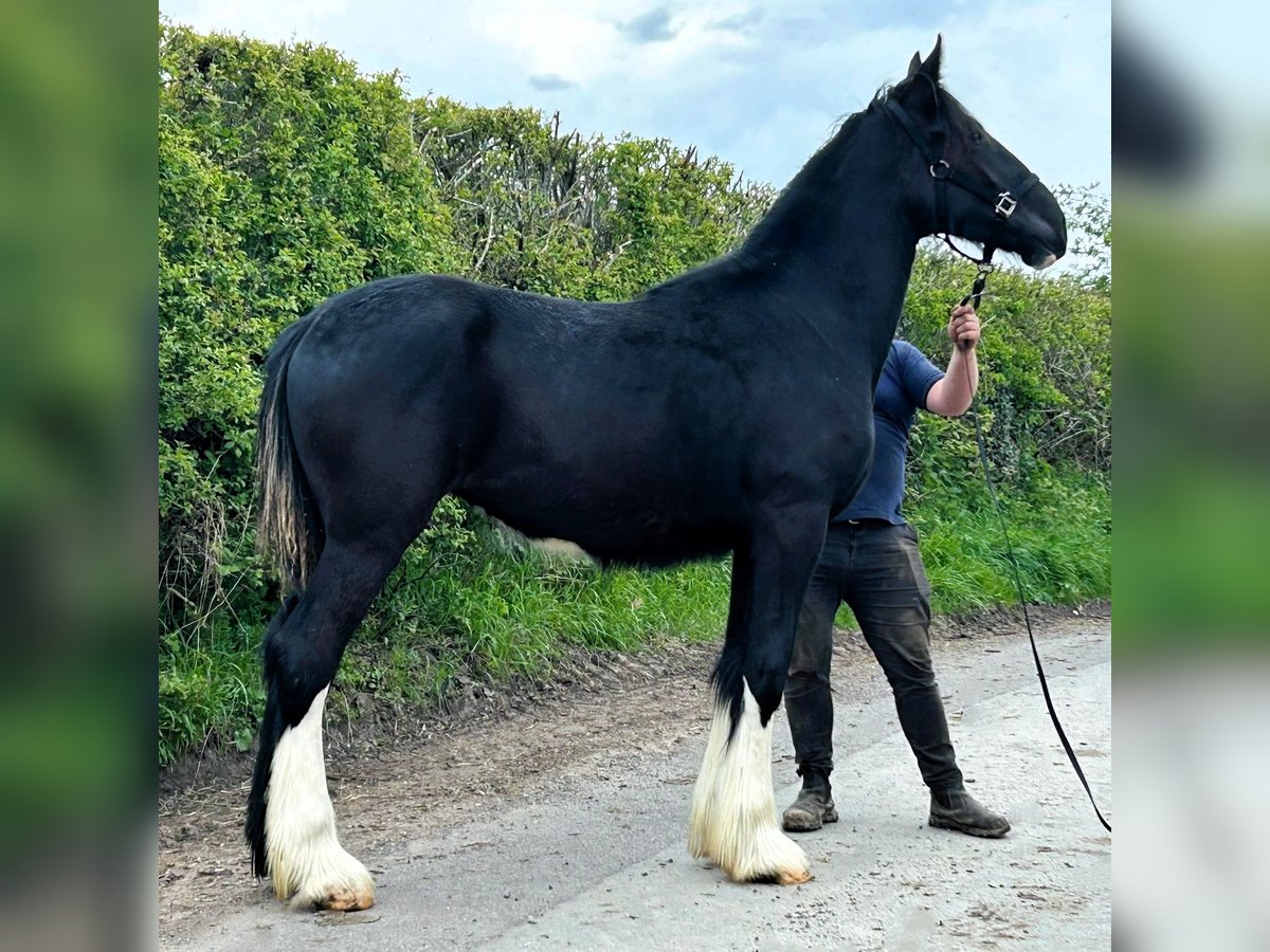 Shire Horse Jument 1 Année in whitegate