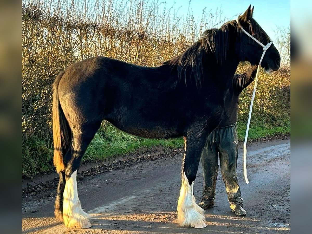 Shire Horse Jument 1 Année in whitgate