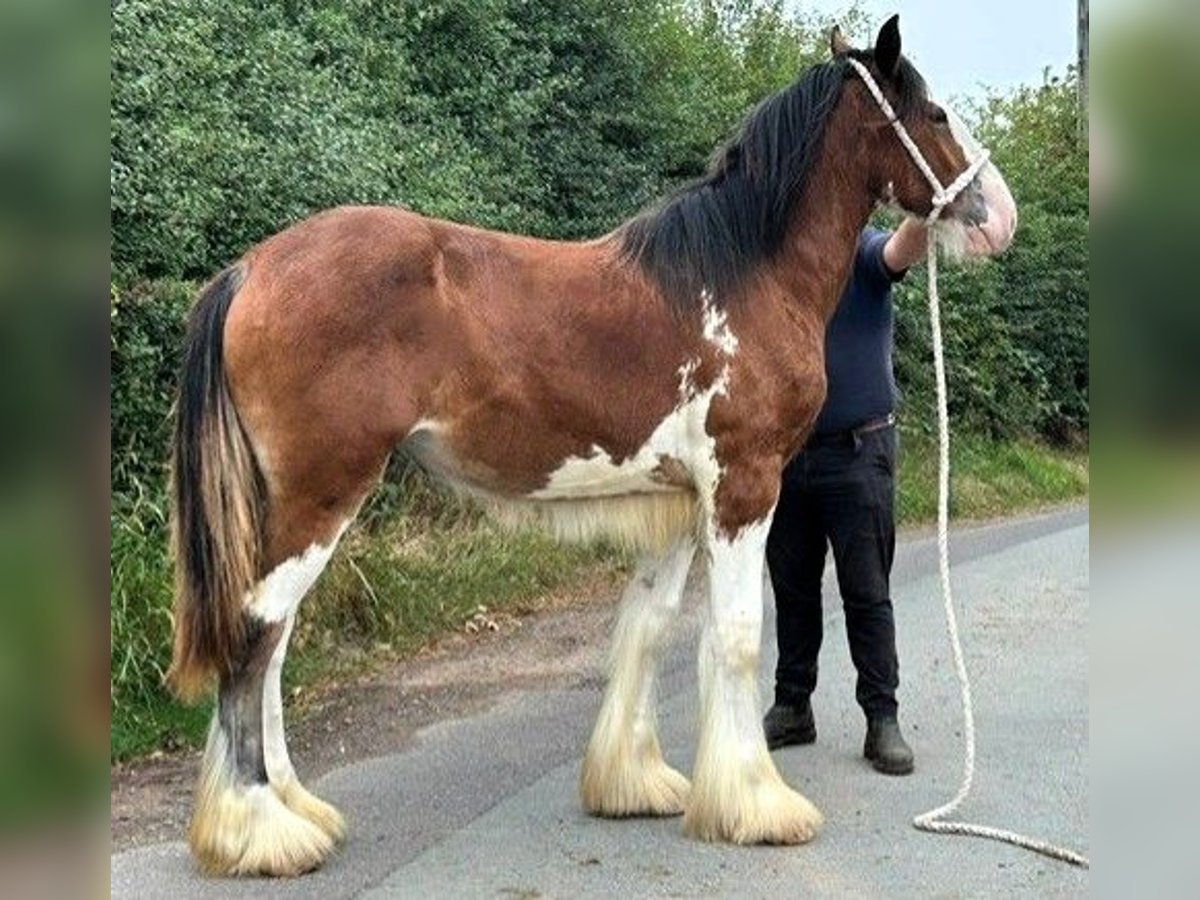 Shire Horse Jument 1 Année in whitegat