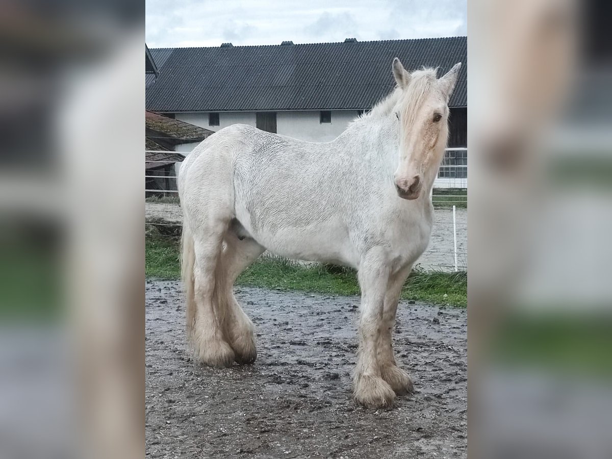 Shire Horse Jument 23 Ans 179 cm Gris in Ried im Innkreis