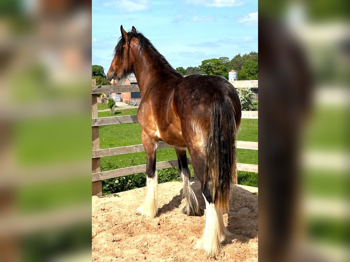 Shire Horse Jument 2 Ans in marbury Shire Horse Jument 2 Ans in marbury