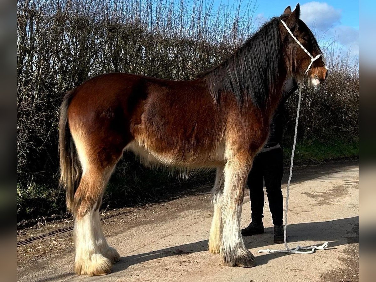 Shire Horse Jument 2 Ans in whitegate Shire Horse Jument 2 Ans in whitegate